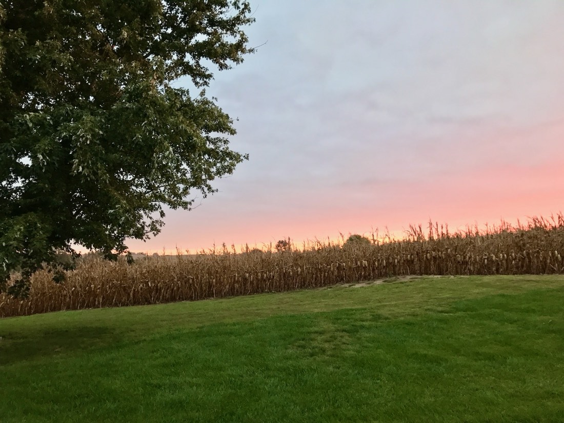 Mature corn along the edge of the lawn with a pink sunset sky.