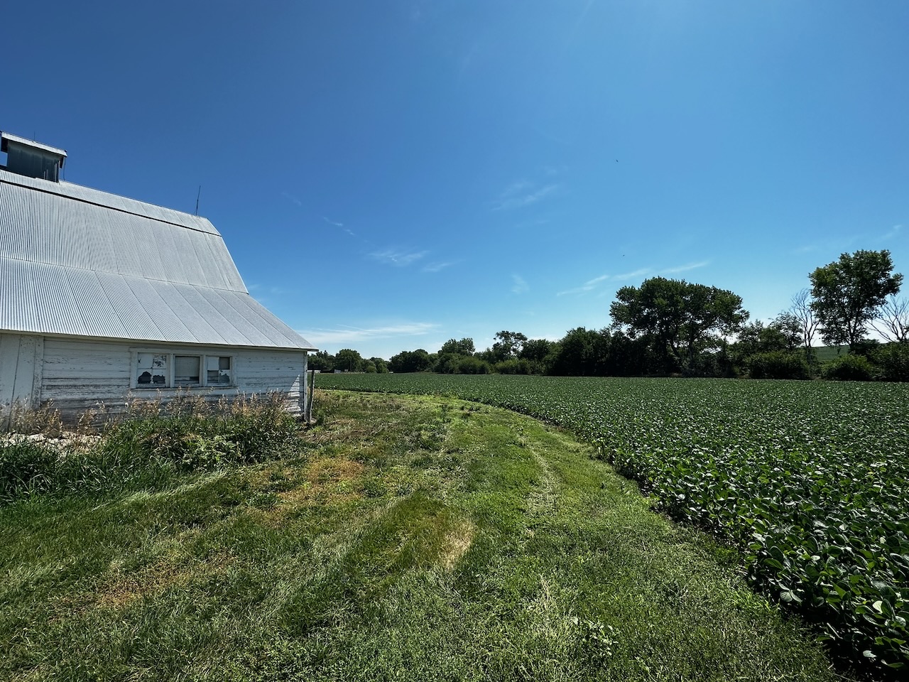 A white barn beside a field of soybeans under a blue Nebraska sky.