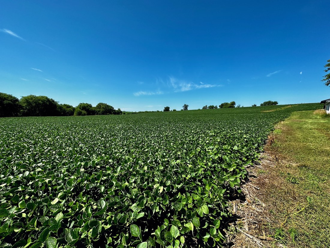 A soybean field in full green canopy under a clear blue sky.